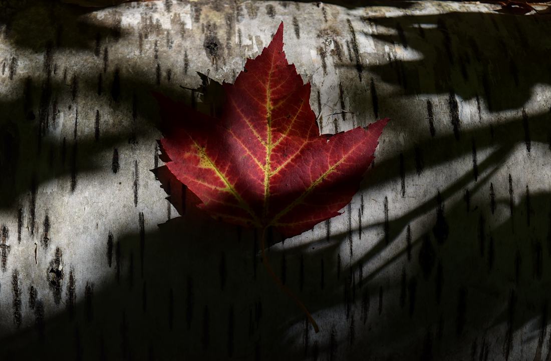 A red maple leaf on a birch branch